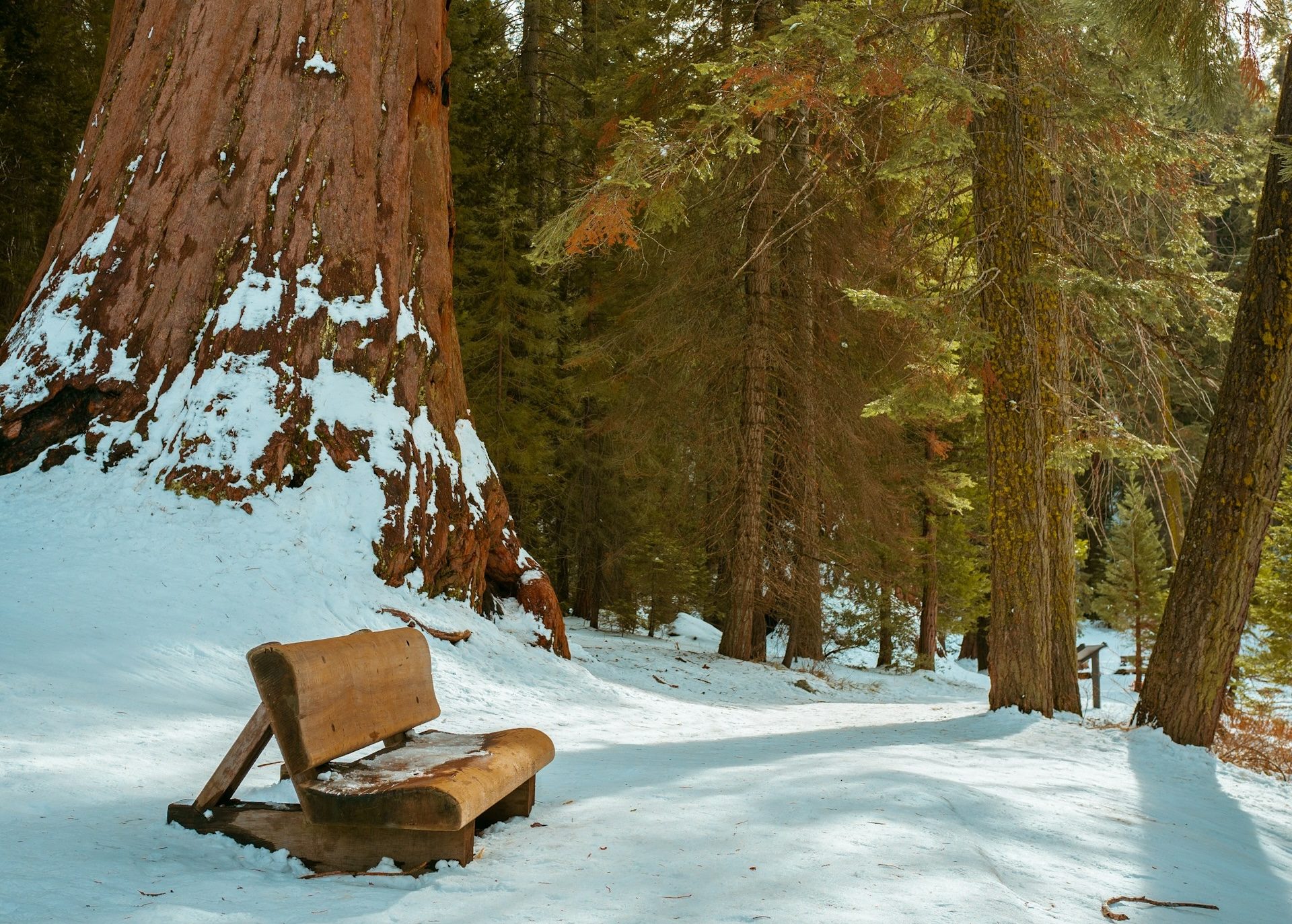 Sequoia National Park in Winter
