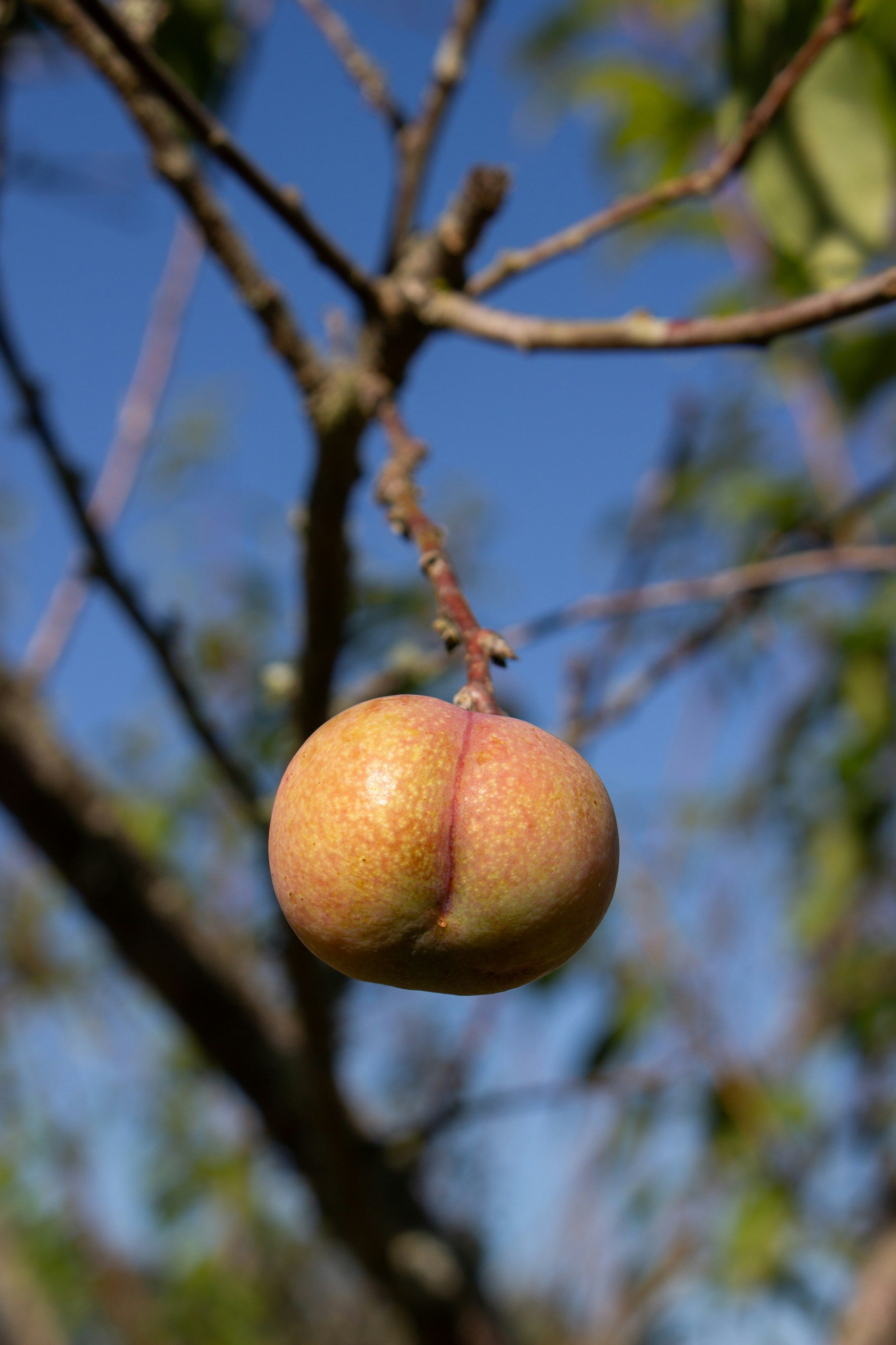 peach tree bum fruit hanging from branch