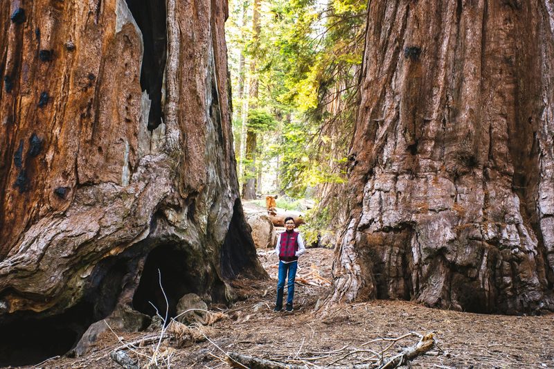 Sequoia National Forest tree size