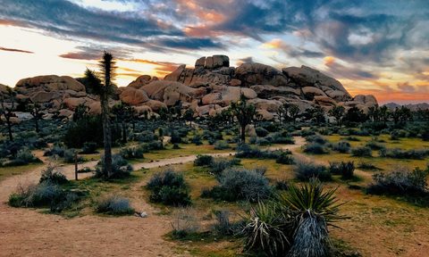 Joshua Tree National Park sunset