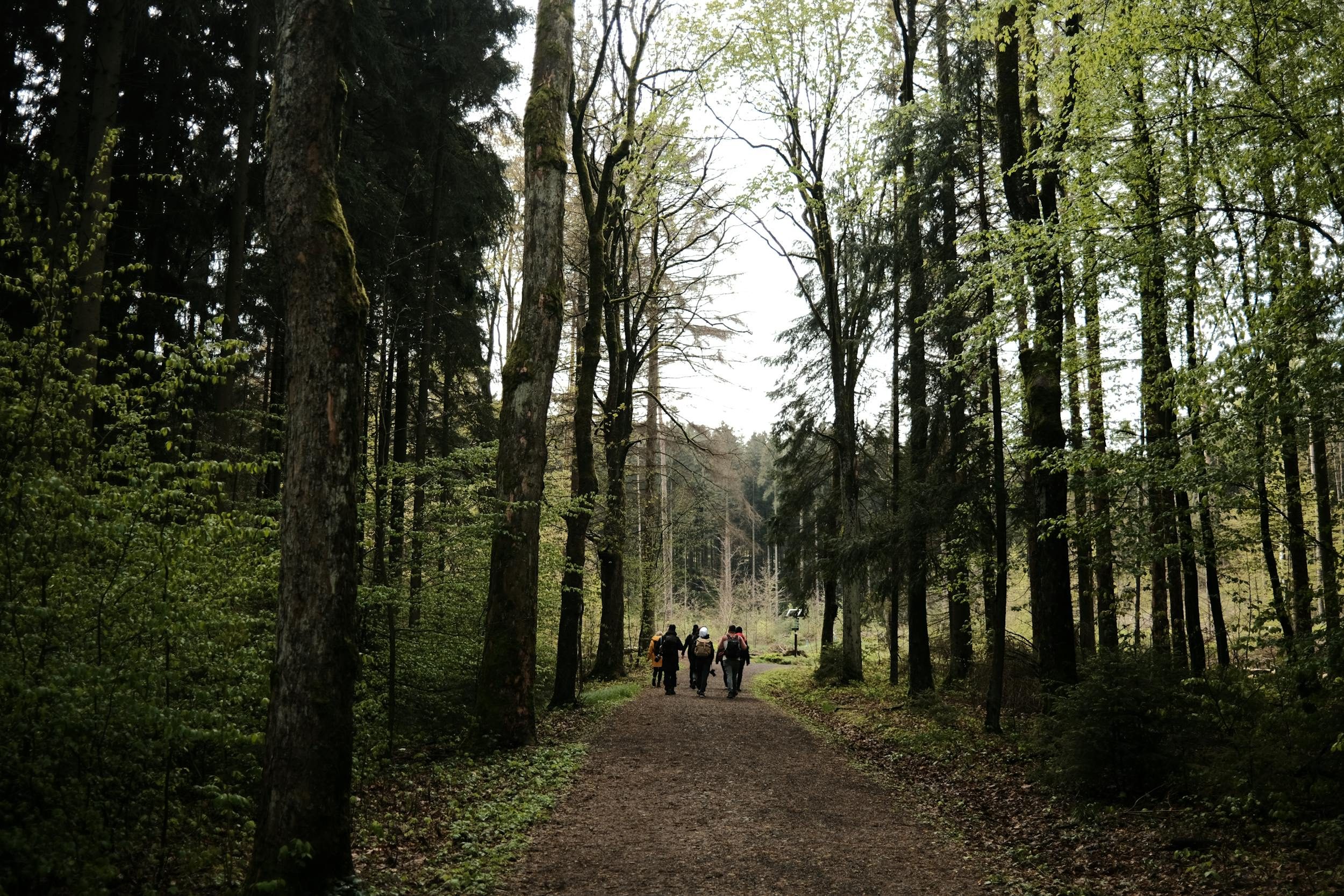 People rucking walking hiking in nature outdoors by the trees