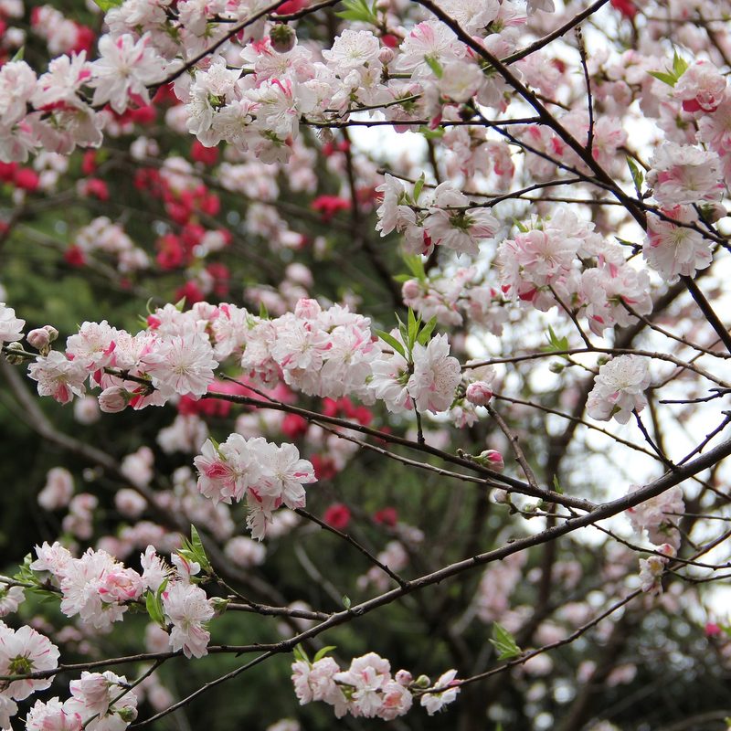 Shinjuku Gyoen