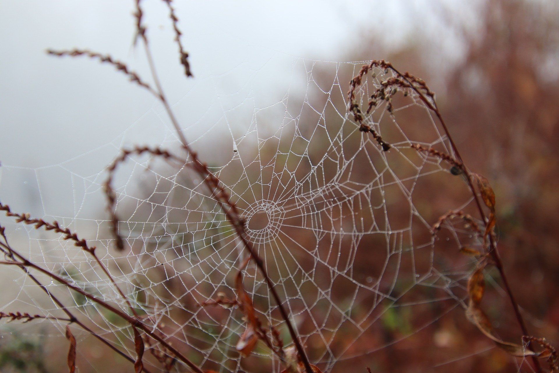 Spider web