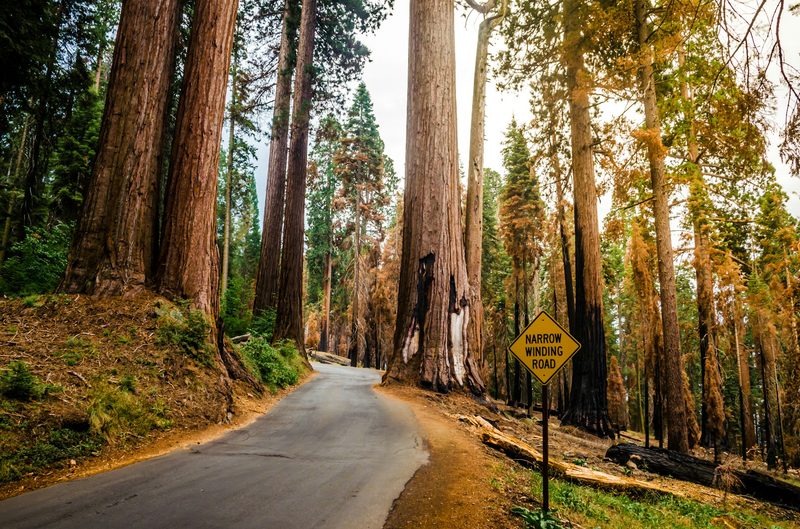 Fall at Sequoia National Park