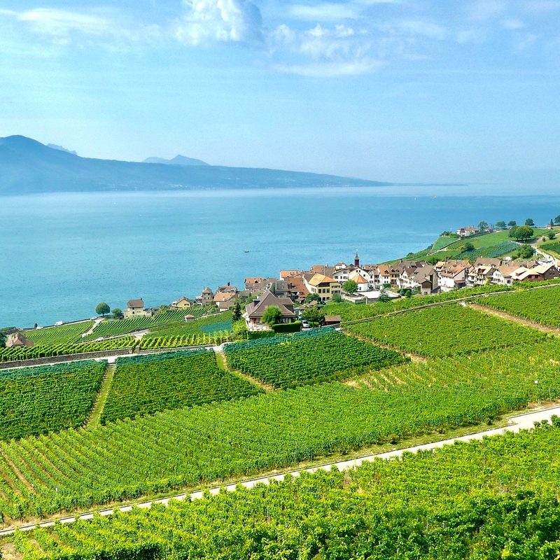Switzerland vineyards