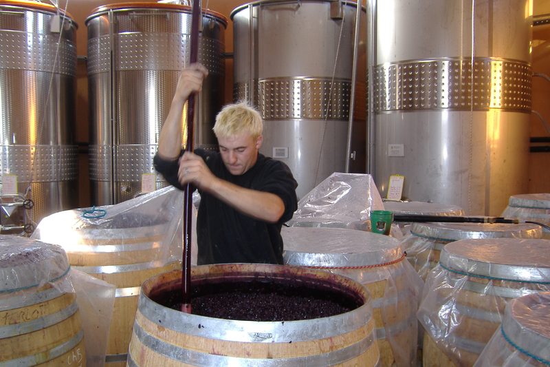 Punching down a wine.