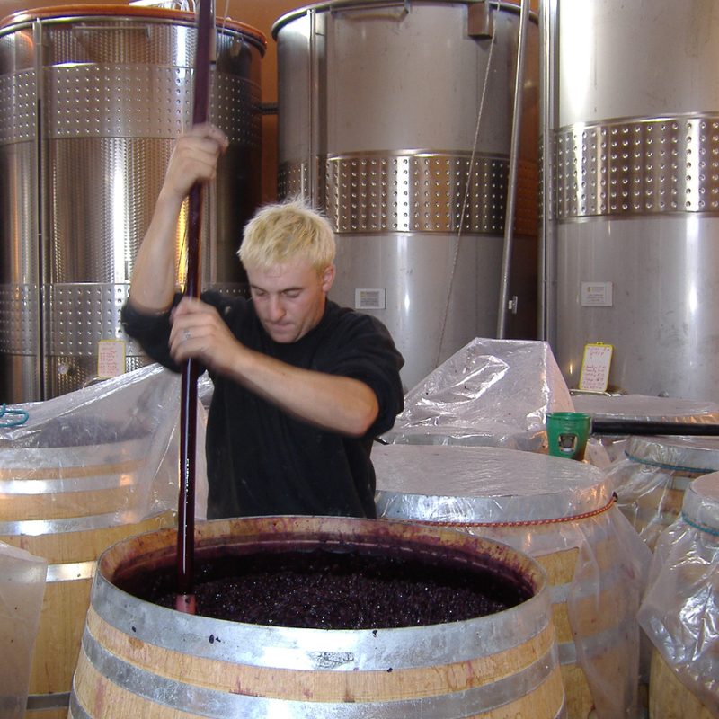 Punching down a wine.