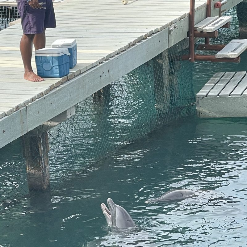 Dolphin being fed at Xcaret