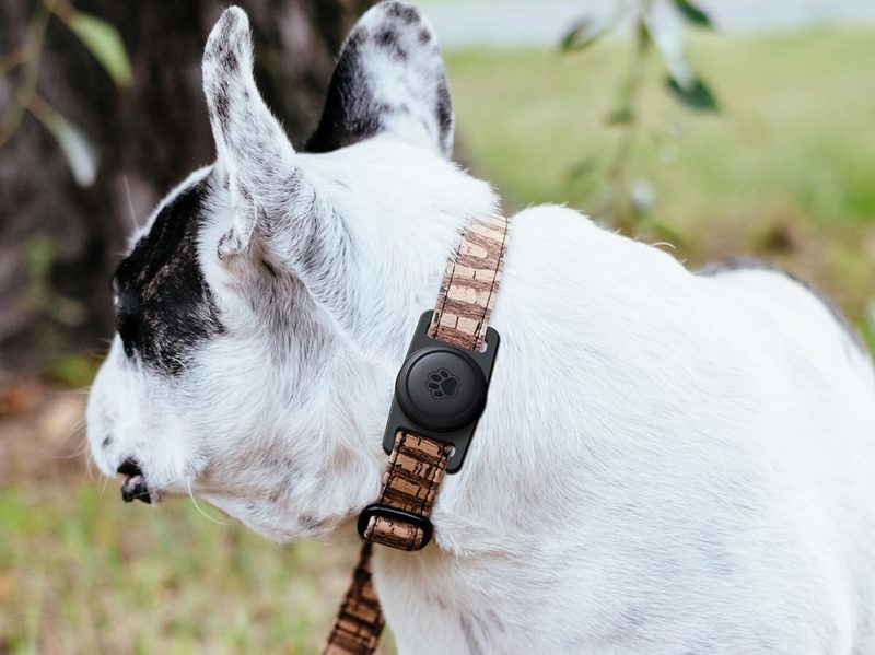 A dog wearing the GOCII AirTag dog collar holder.