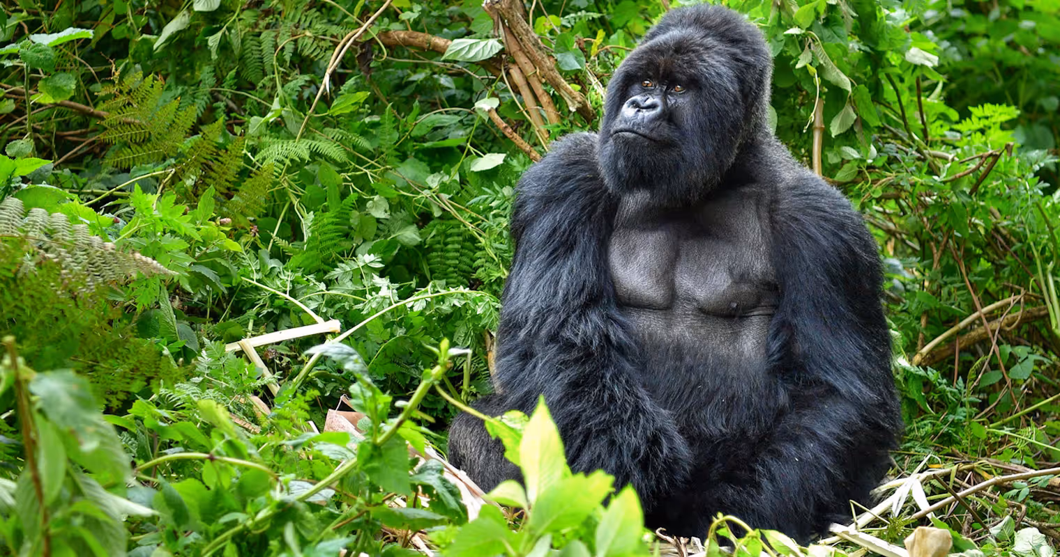Gorilla in Rwanda