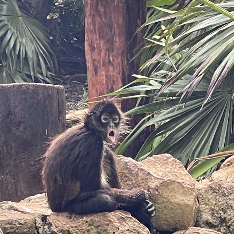 Monkey posing at Xcaret