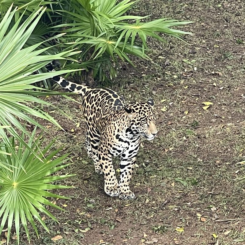 Baby jaguar at Xcaret