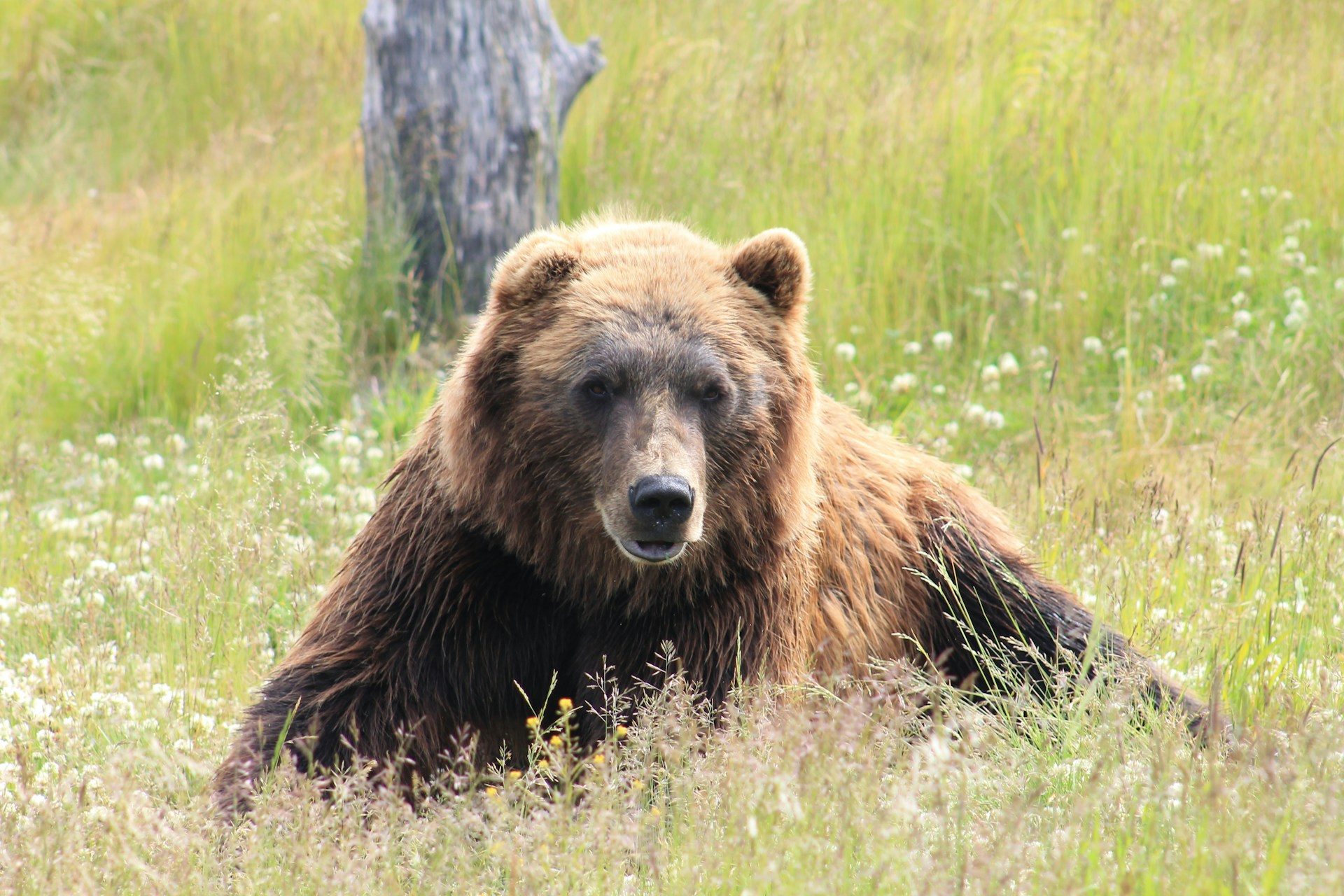 Grizzly bear in a meadow.