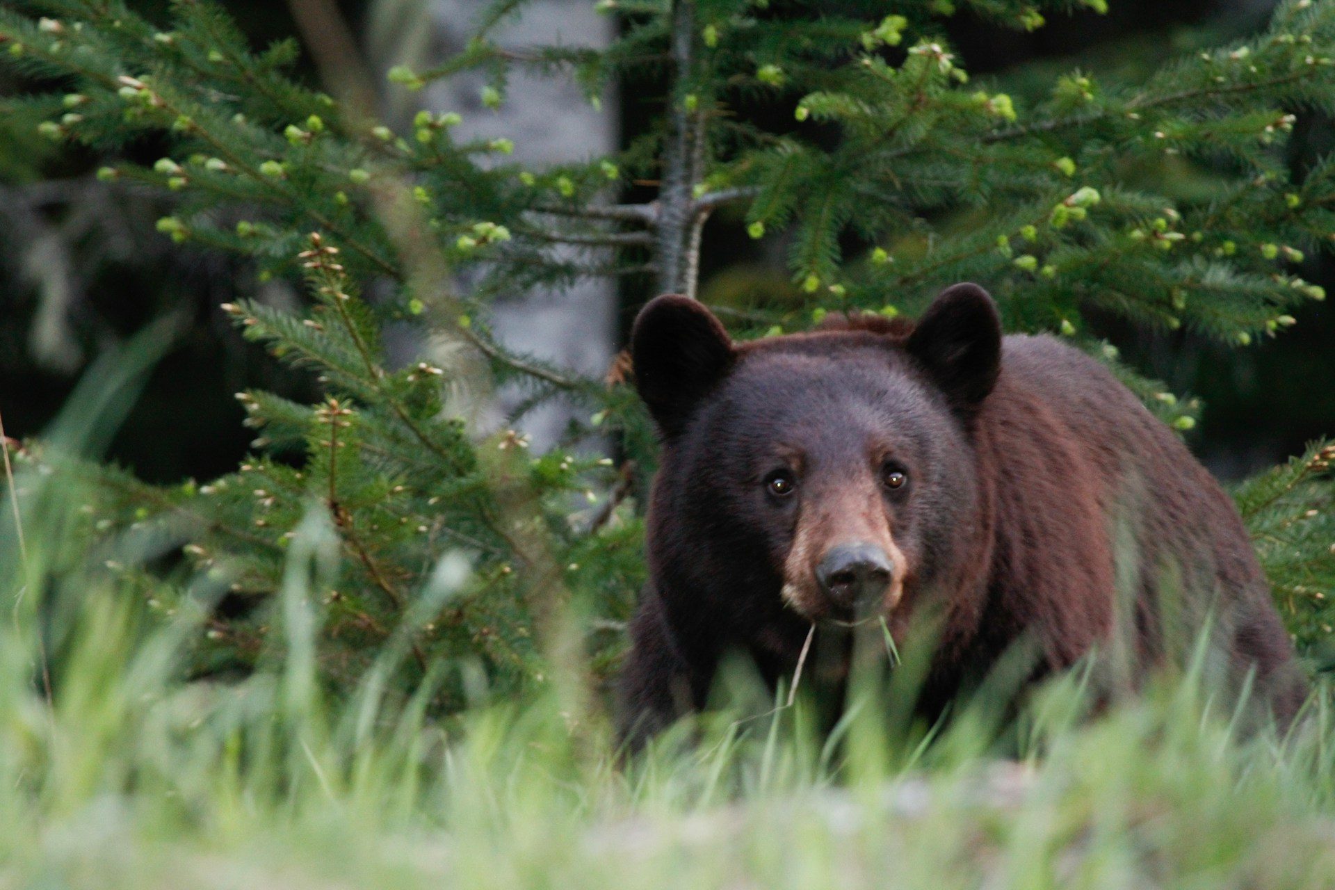 Black bear in the forest