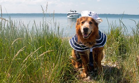 Dog with boat in background