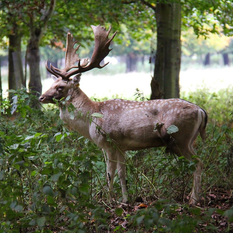 Phoenix Park Dublin