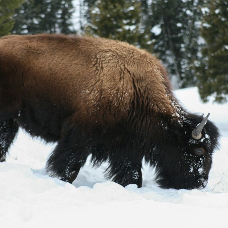 Bison grazing in winter at Yellowstone National Park