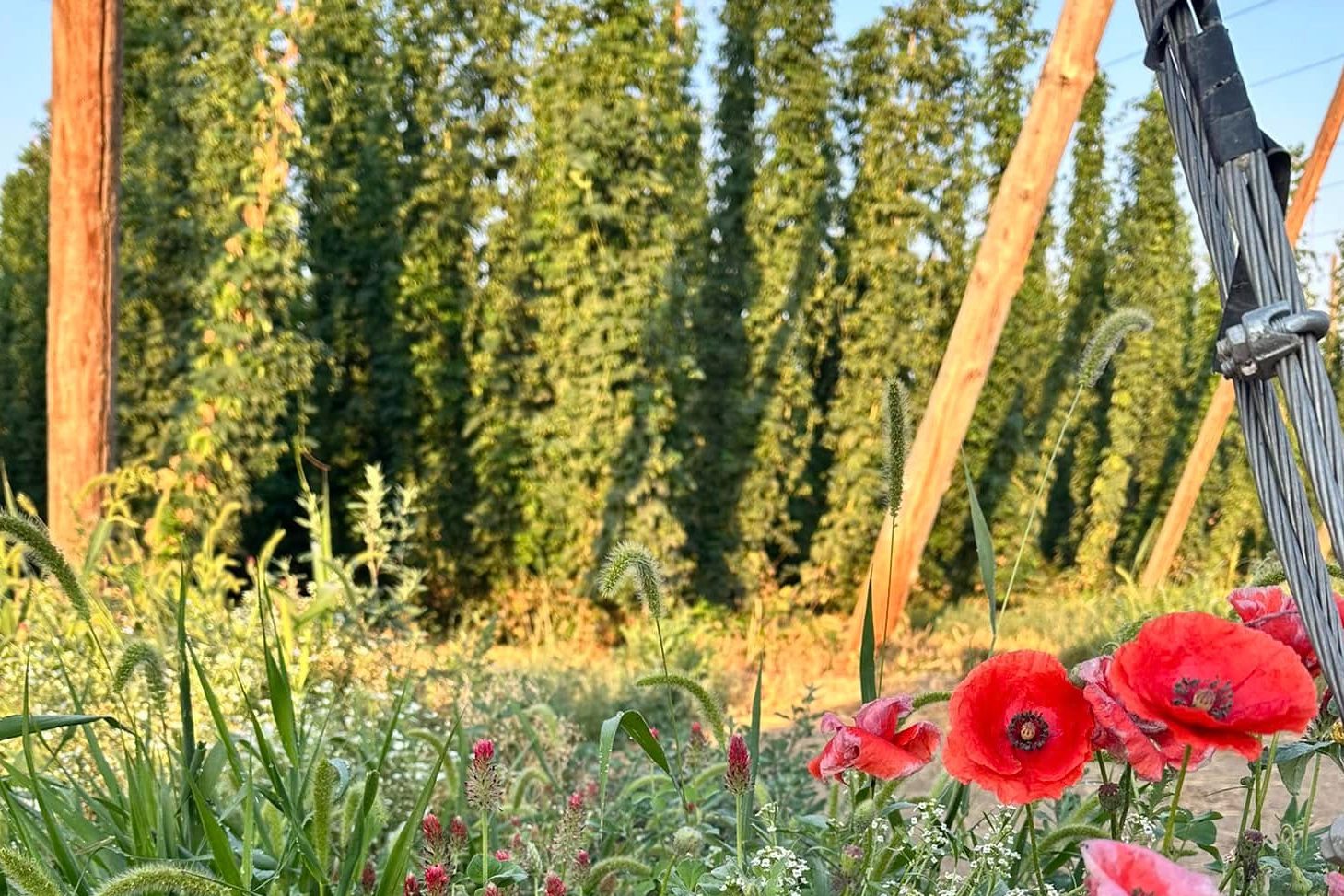 Morrier Ranch hops.