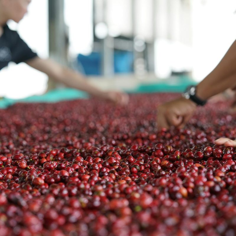 Coffee farming