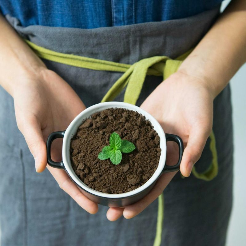 Coffee grounds in a plant