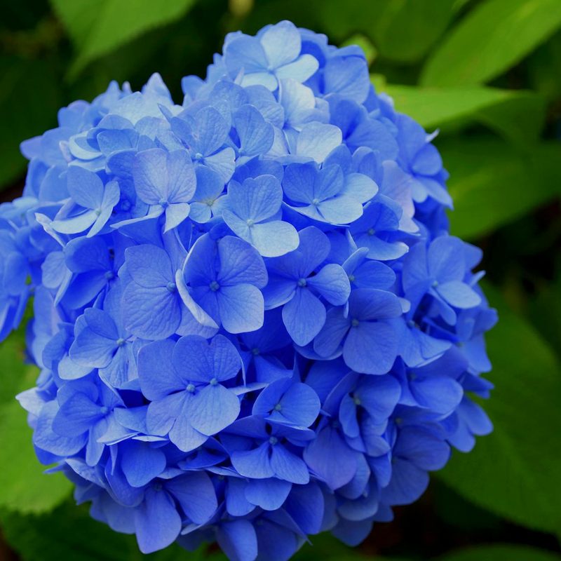 Blue hydrangeas