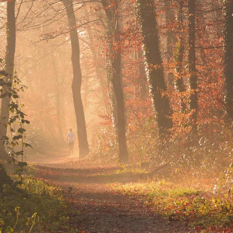 Beautiful forest trail outside