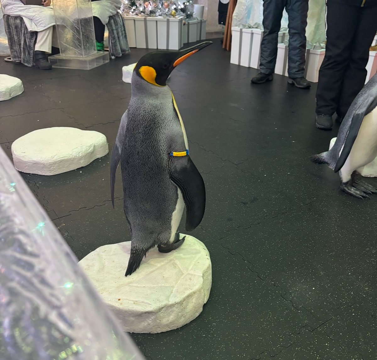 Penguins