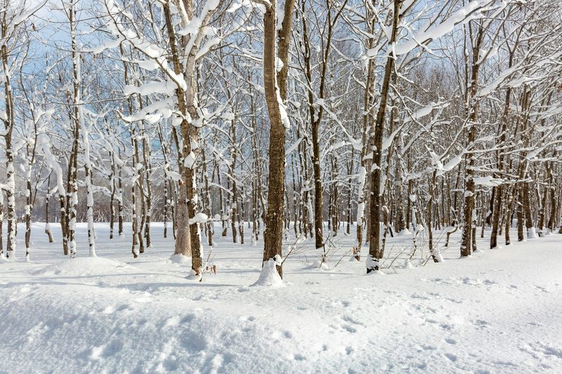 Niseko, Hokkaido, Japan