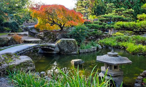 A Japanese botanical garden with fall colors changing the bonsai leaves to bright orange and yellow