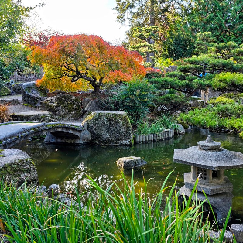 A Japanese botanical garden with fall colors changing the bonsai leaves to bright orange and yellow