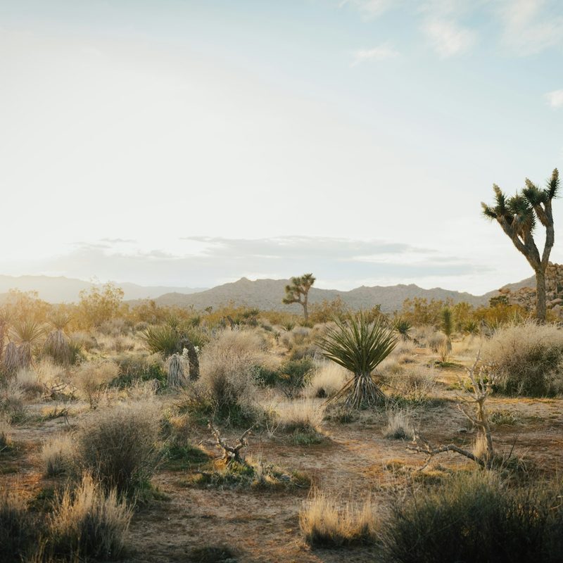 Joshua trees in the desert