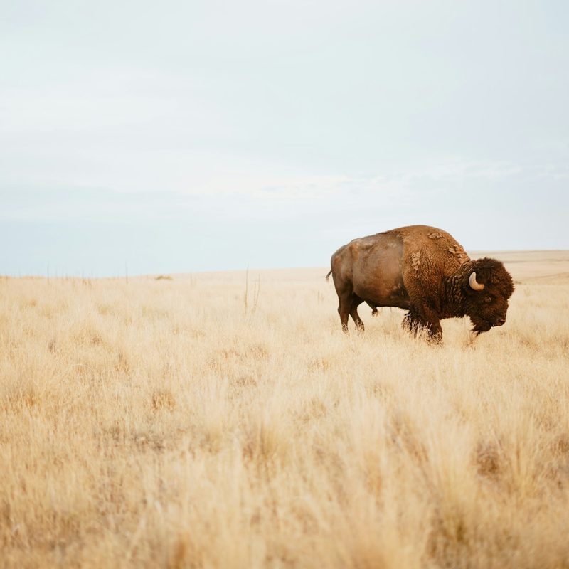 Bison walking through a prairie