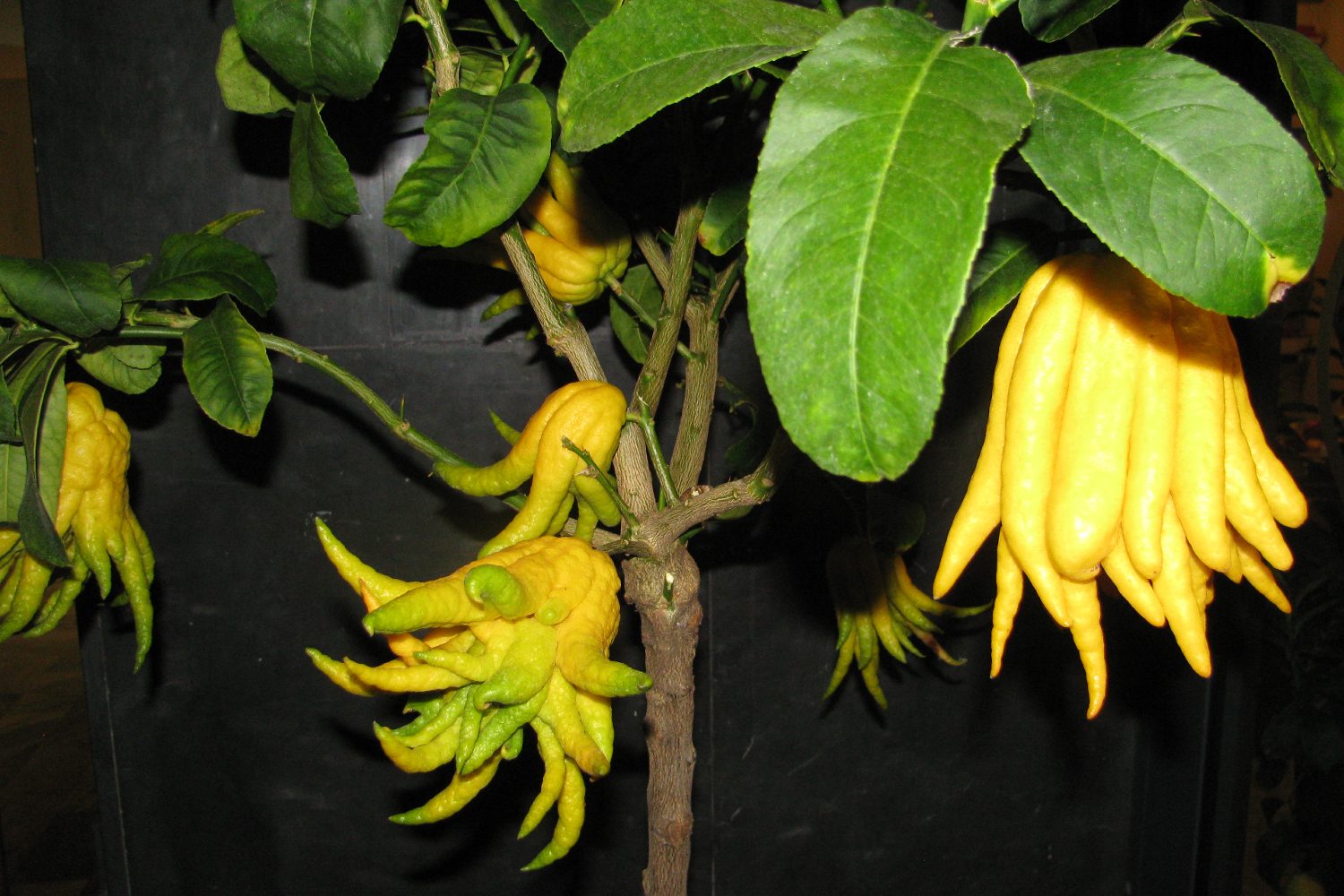 Buddha's Hand citrus.