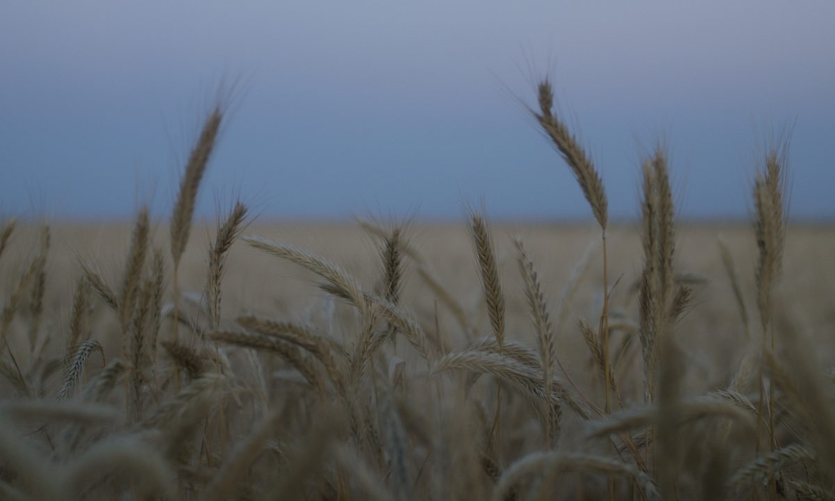 colorado whiskey american future grain field