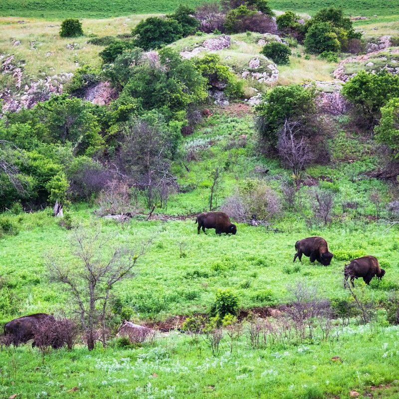 Bison grazing in the spring at Wichita Mountains