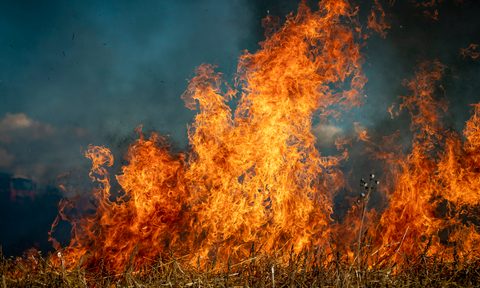 Wildfire