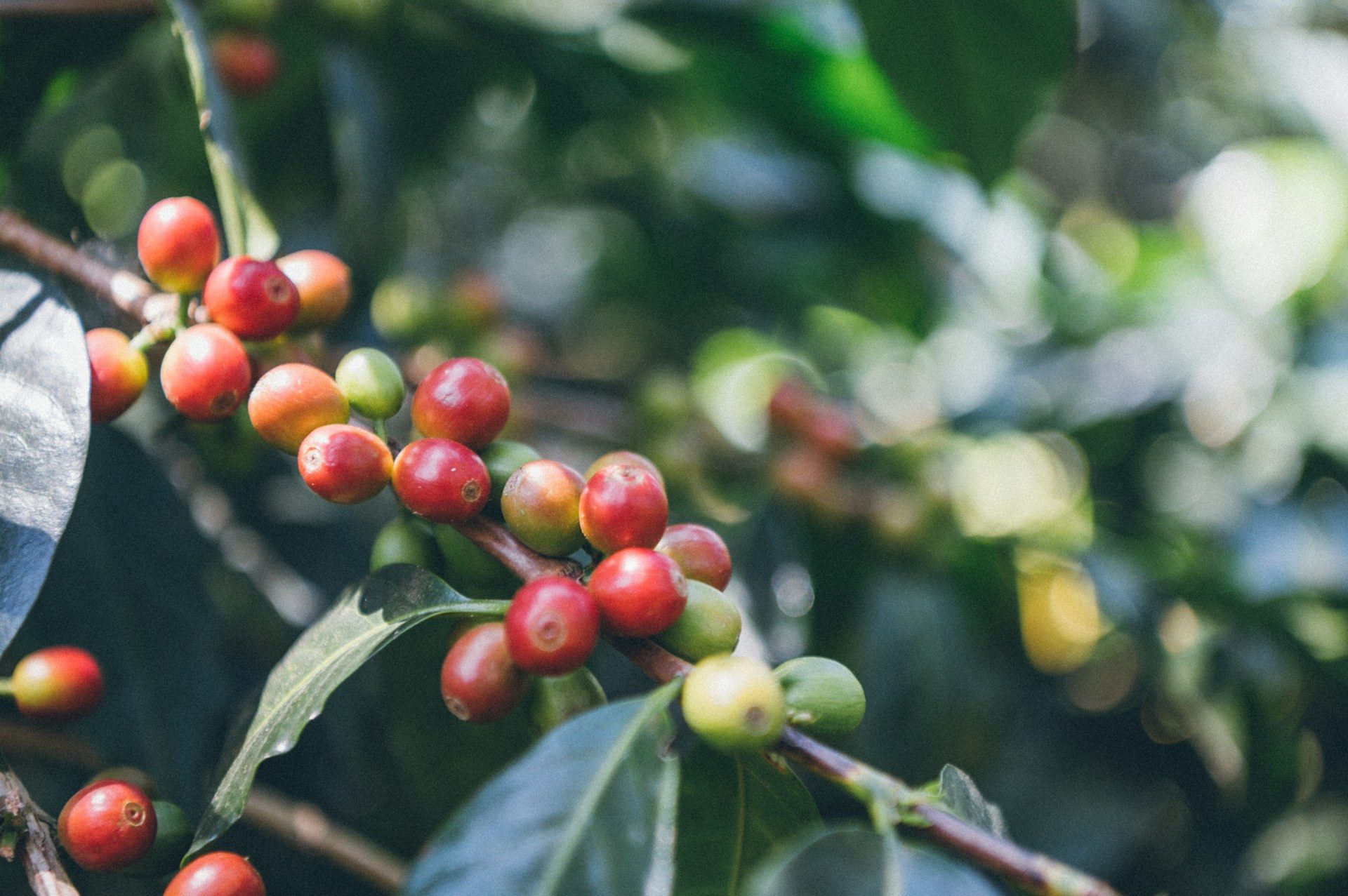 Coffee cherry