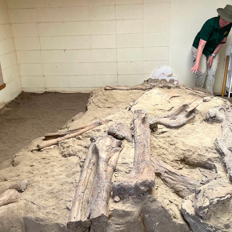 A guide at Dinosaur Provincial Park shows off an almost-complete skeleton