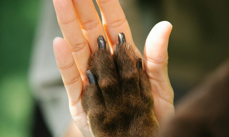 human hand holding dog paw