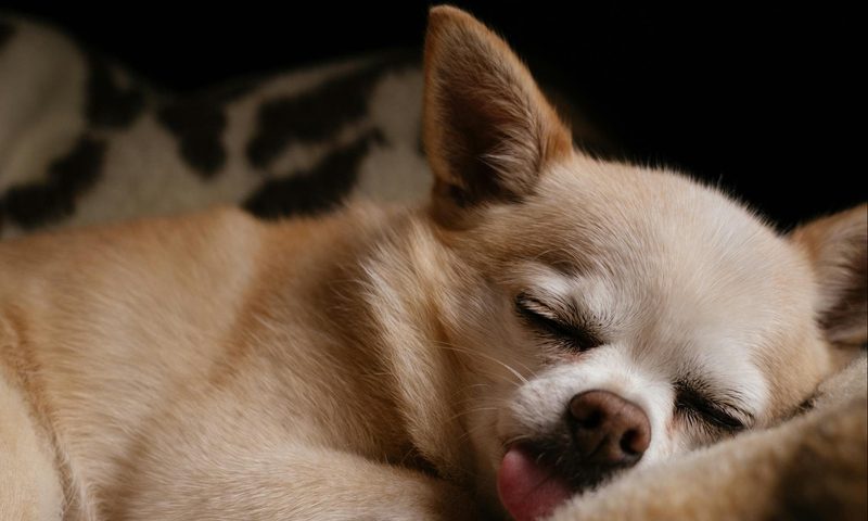 chihuaha