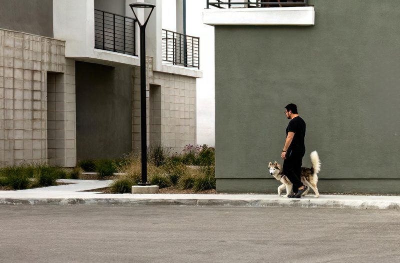 man walking his dog husky