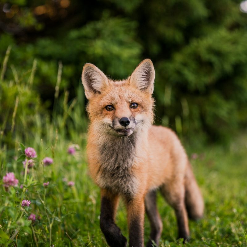 Fox walking through a forest