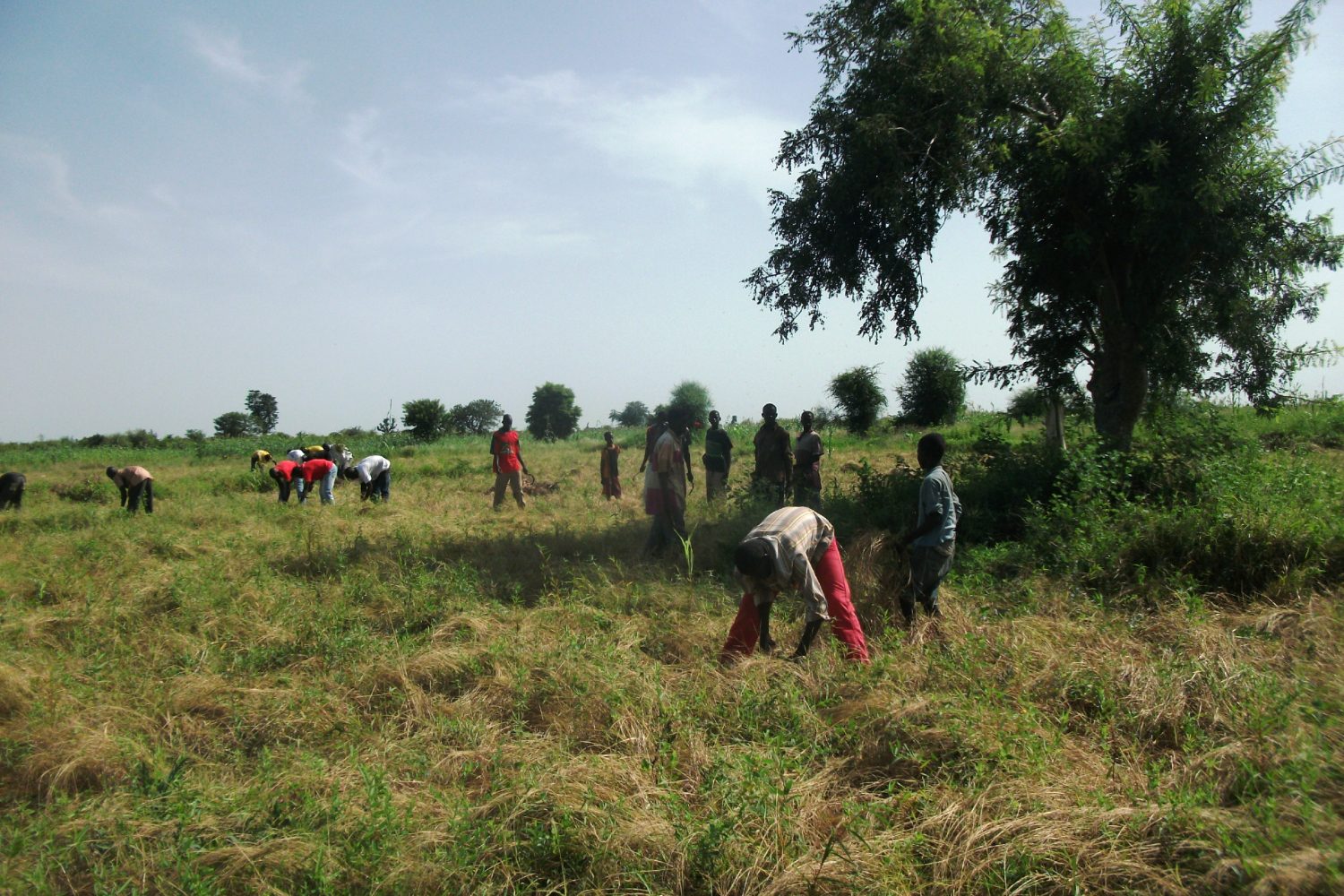 Gathering fonio in West Africa.