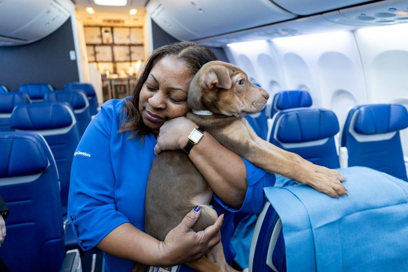 Southwest shelter pet rescue