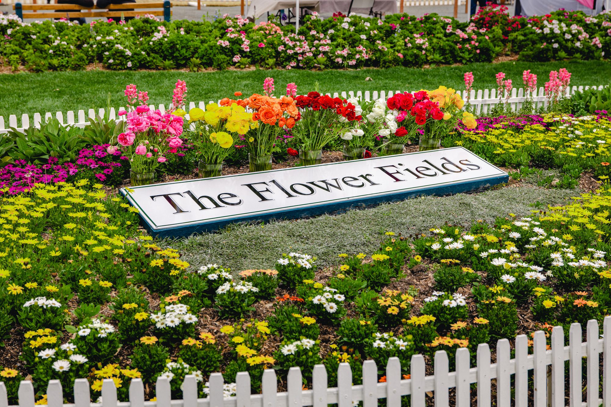 The Flower Fields at Carlsbad Ranch