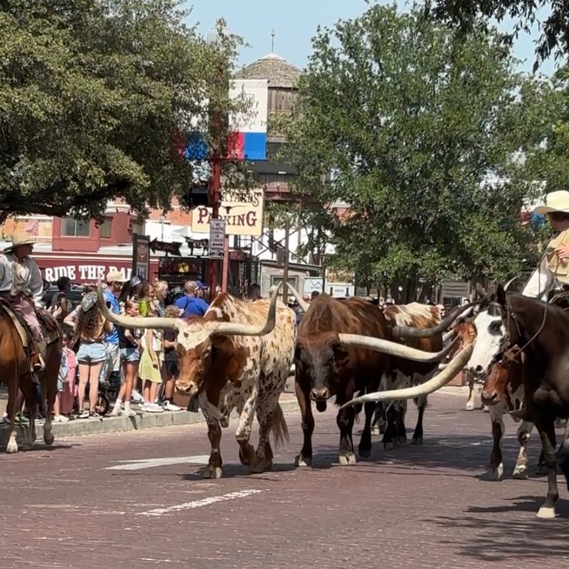 Fort Worth, Texas cattle drive