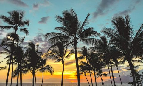 Maui palm trees