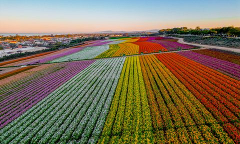 The Flower Fields at Carlsbad Ranch