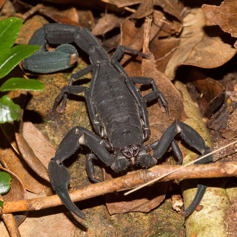 A venomous black scorpion on the jungle floor in Central America.