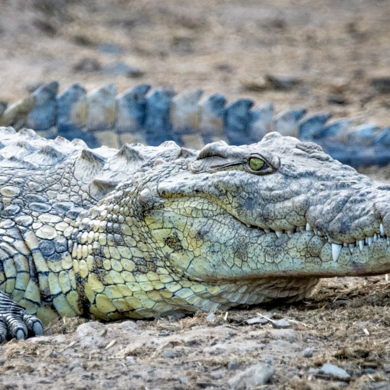 Lone crocodile basking on a river bank